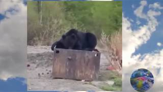 Появление медведя в населенном пункте